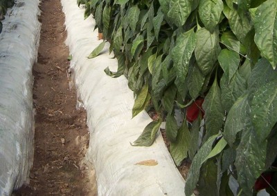 Mulch plástico