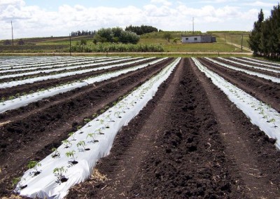 Mulch plástico