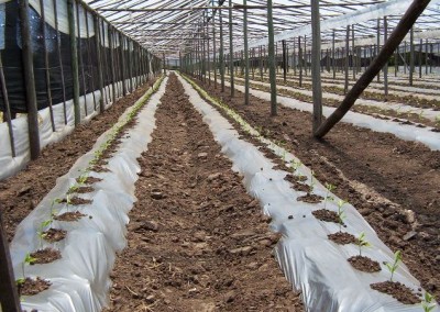 Mulch plástico