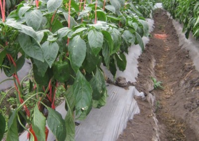 Mulch plástico