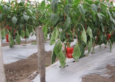 Mulch plástico