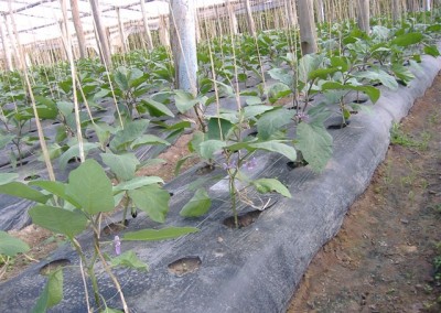 Mulch plástico
