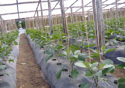 Mulch plástico